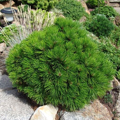      Pinus leucodermis Schmidtii 
